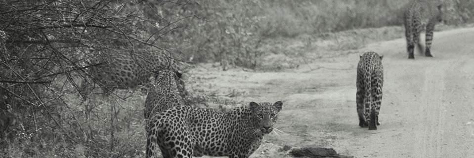 LeopardTrails's profile banner image