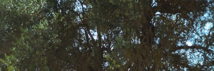 ultramarsf's profile banner image