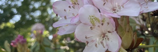 mayacats_ Profile Banner