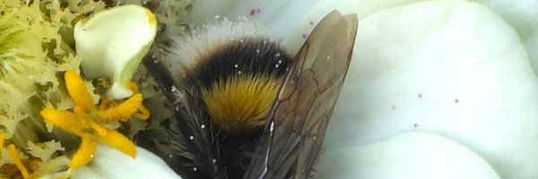 Bowermanland Profile Banner