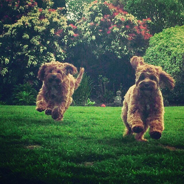 Patricia @Rubiespal banner