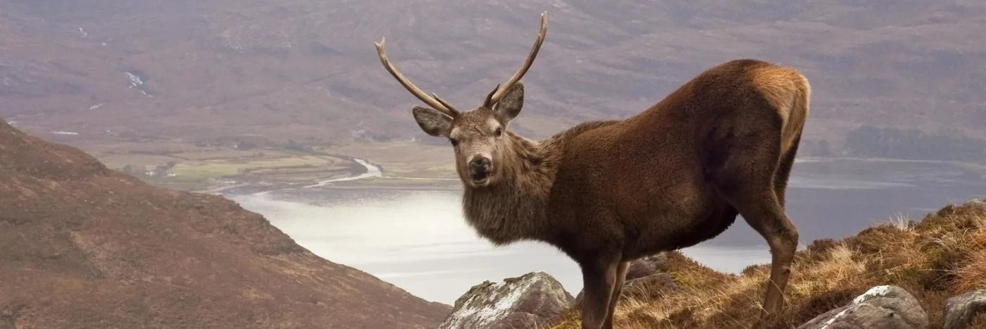 Jake Swindells - Scottish Countryside Alliance banner