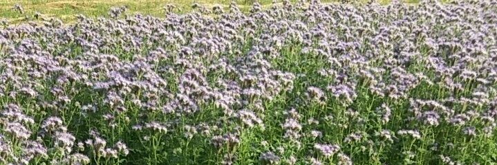_flowerdad's profile banner image