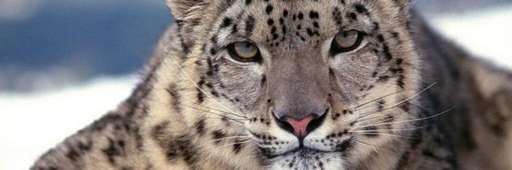 Avdeeva_Katrin's profile banner image