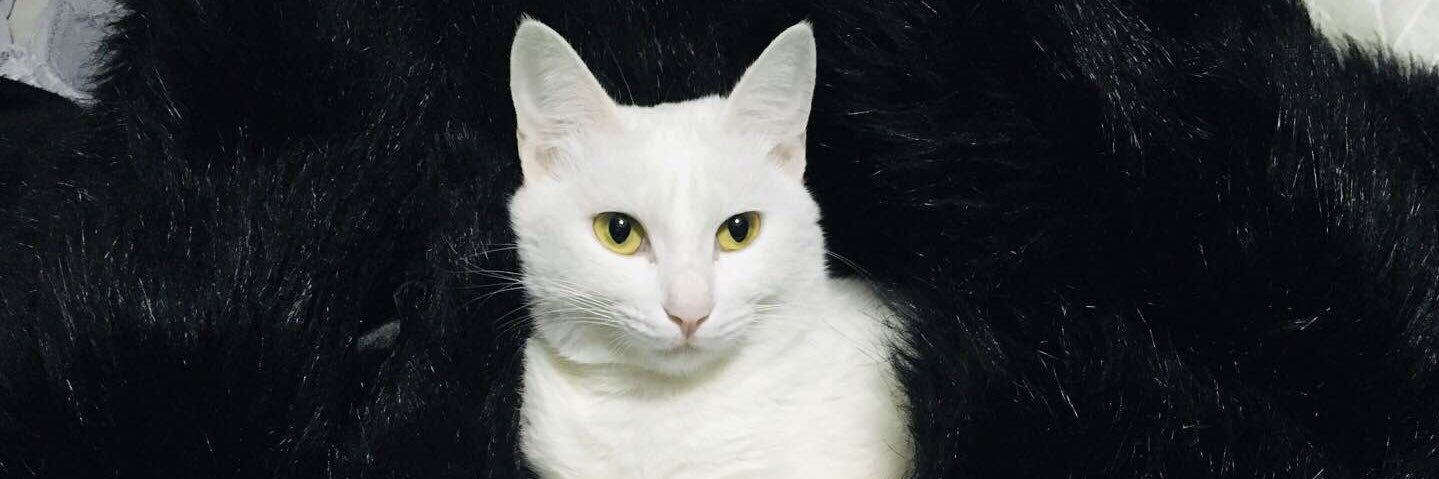 Athycream's profile banner image