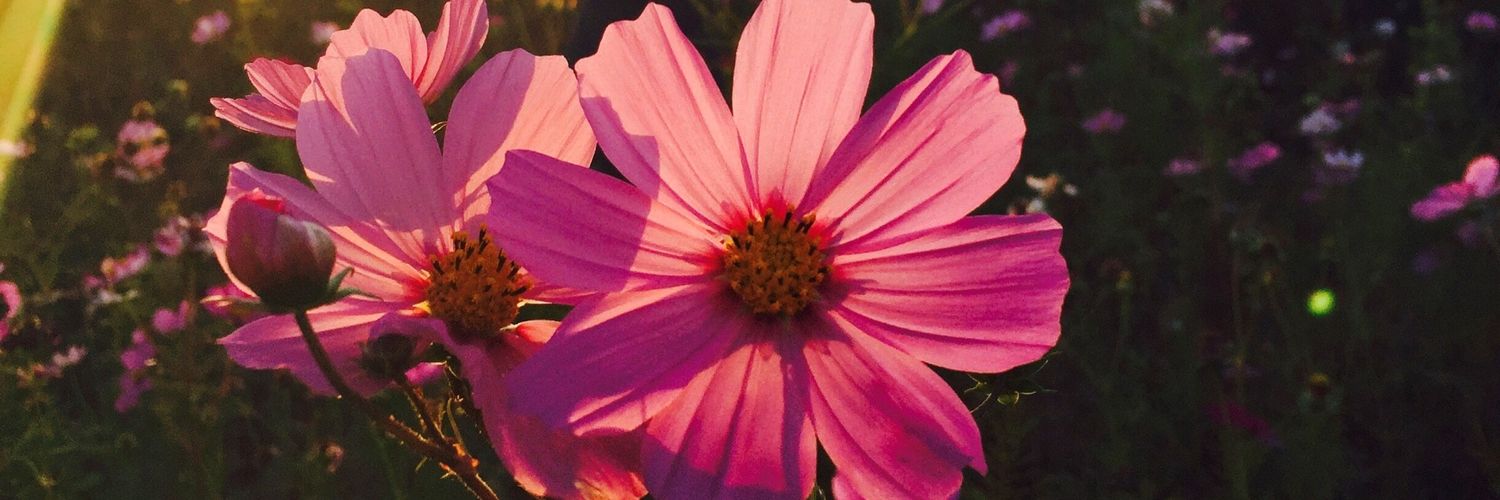 RemGaly's profile banner image