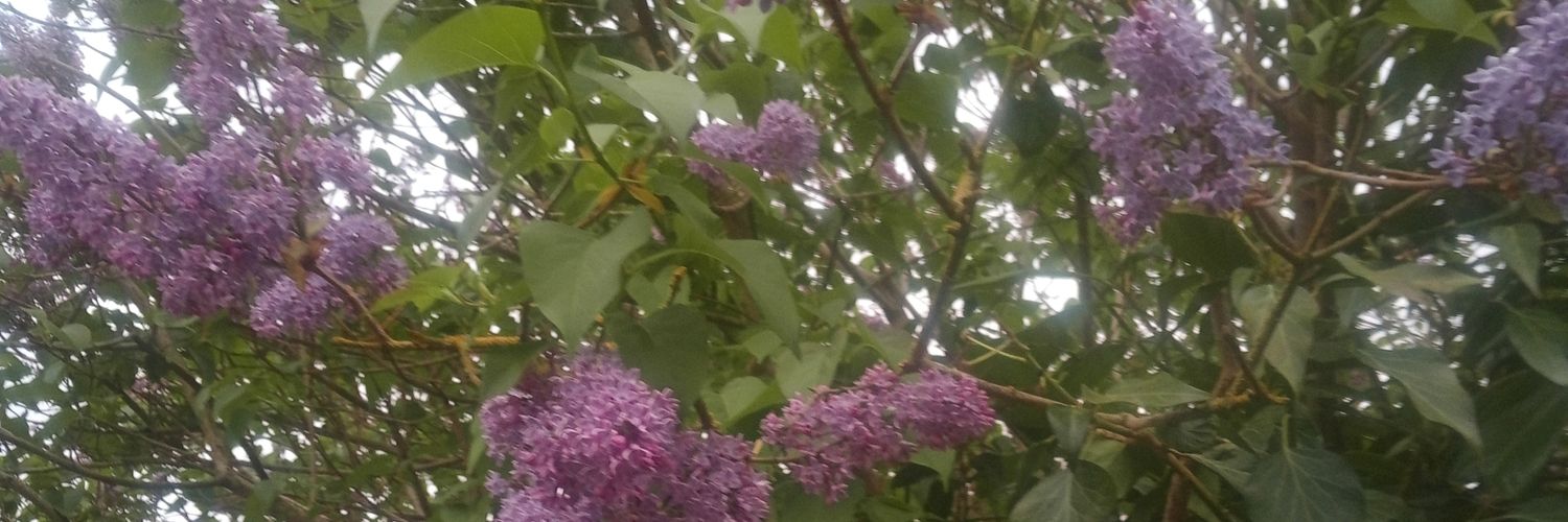 Helen Ferguson banner