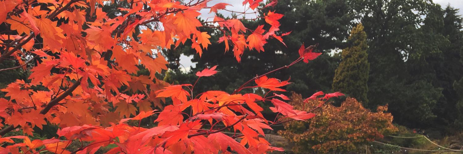 rosspenrose's profile banner image