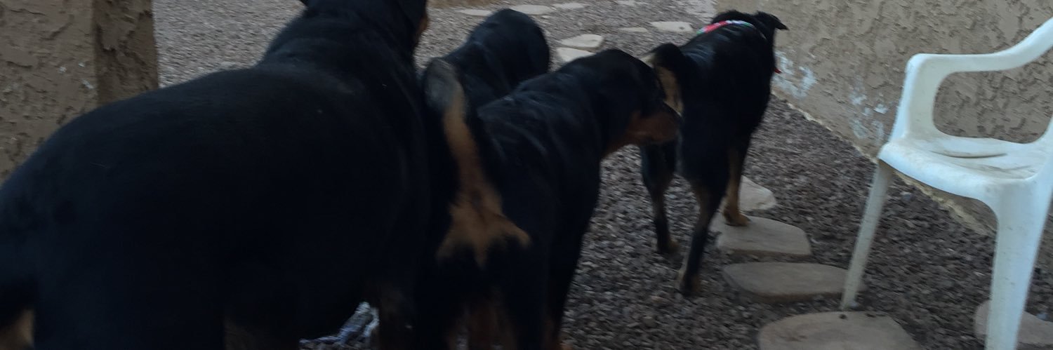 Berner / Rottie Mom banner