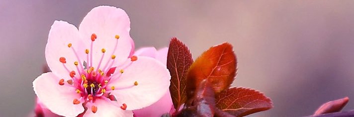 andrea___meli's profile banner image