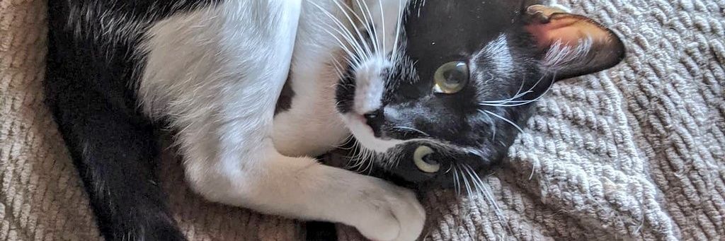belladelp12's profile banner image