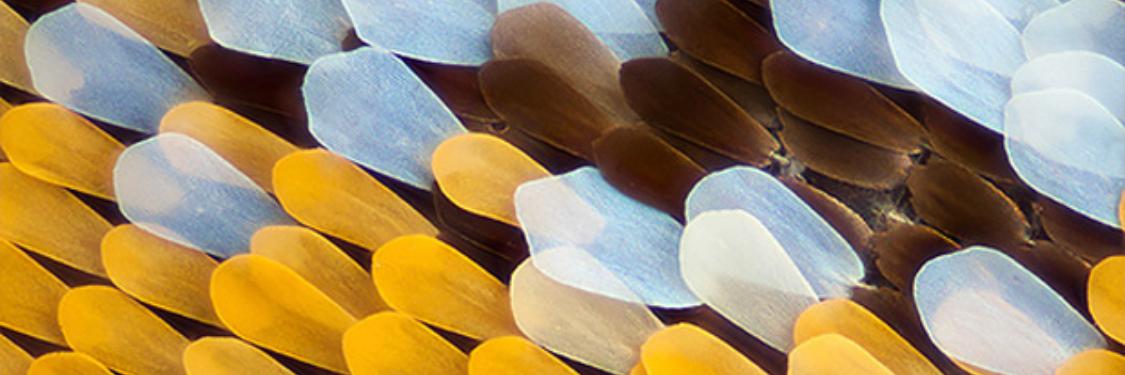 sersibardari's profile banner image