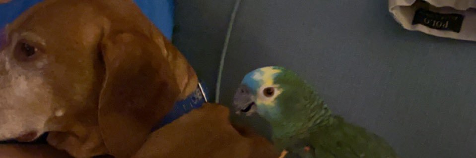 Gingerston banner