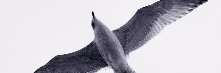 Paul Curry banner