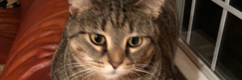 Bongoeight's profile banner image