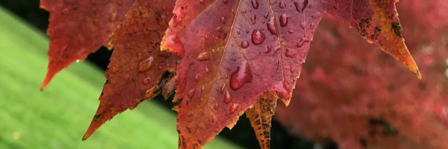 Julie Calvert banner