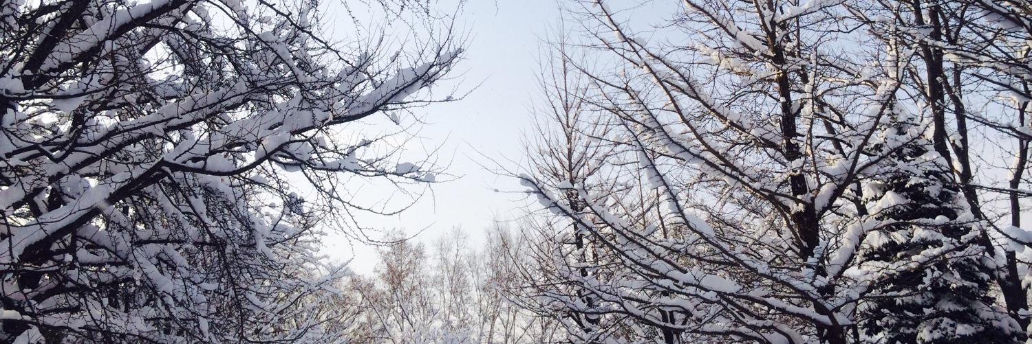 ゆきやこんこん banner