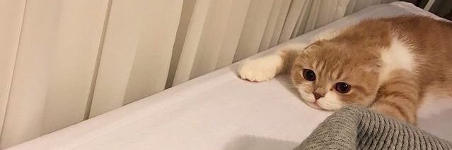 dollstorex's profile banner image