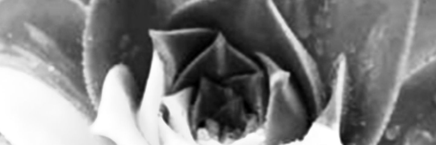 lidohging's profile banner image