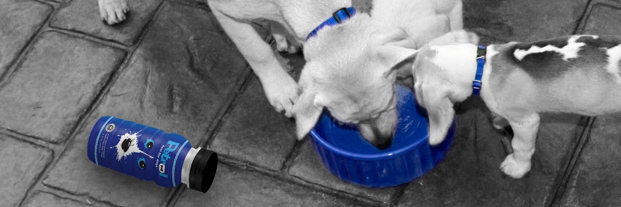 Petrol Fuel for Dogs banner