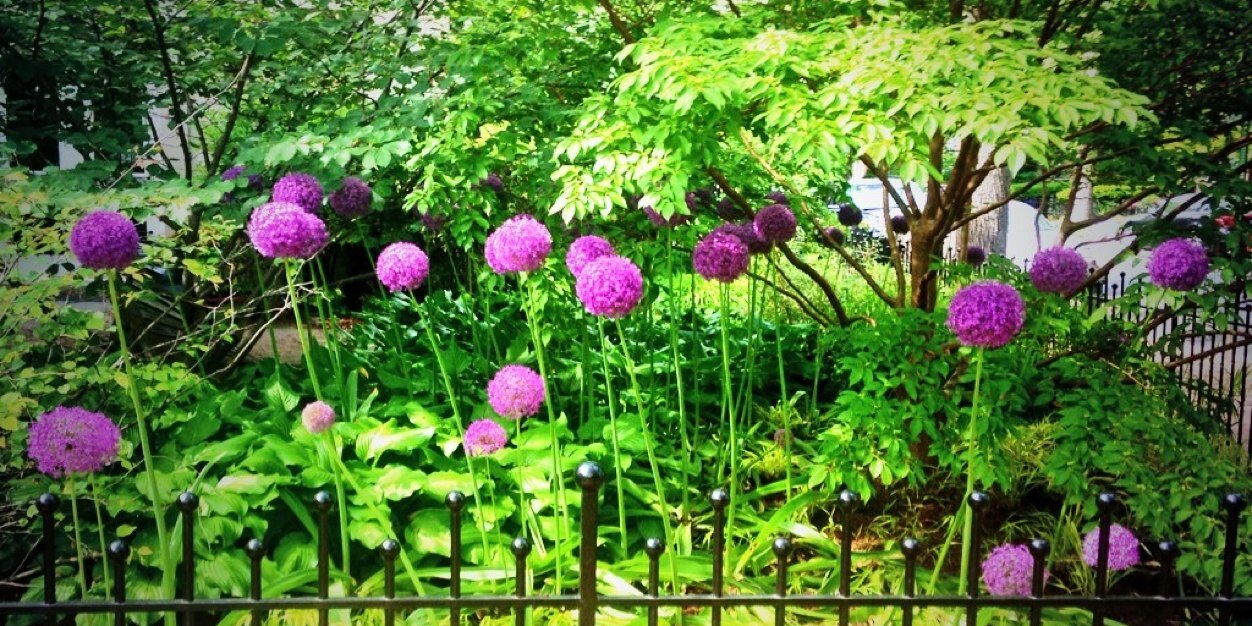 DCgreenSpace's profile banner image