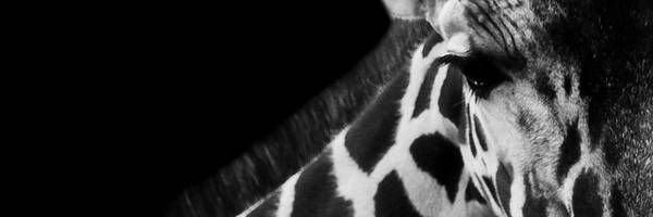 paulinapazca's profile banner image