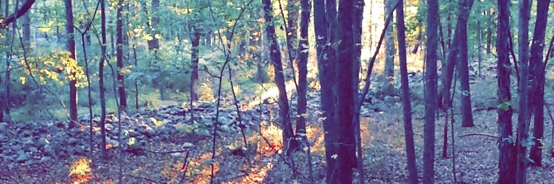 meg_cal_'s profile banner image