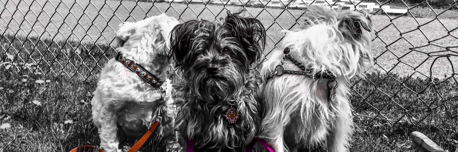 ThreeDogArmy's profile banner image