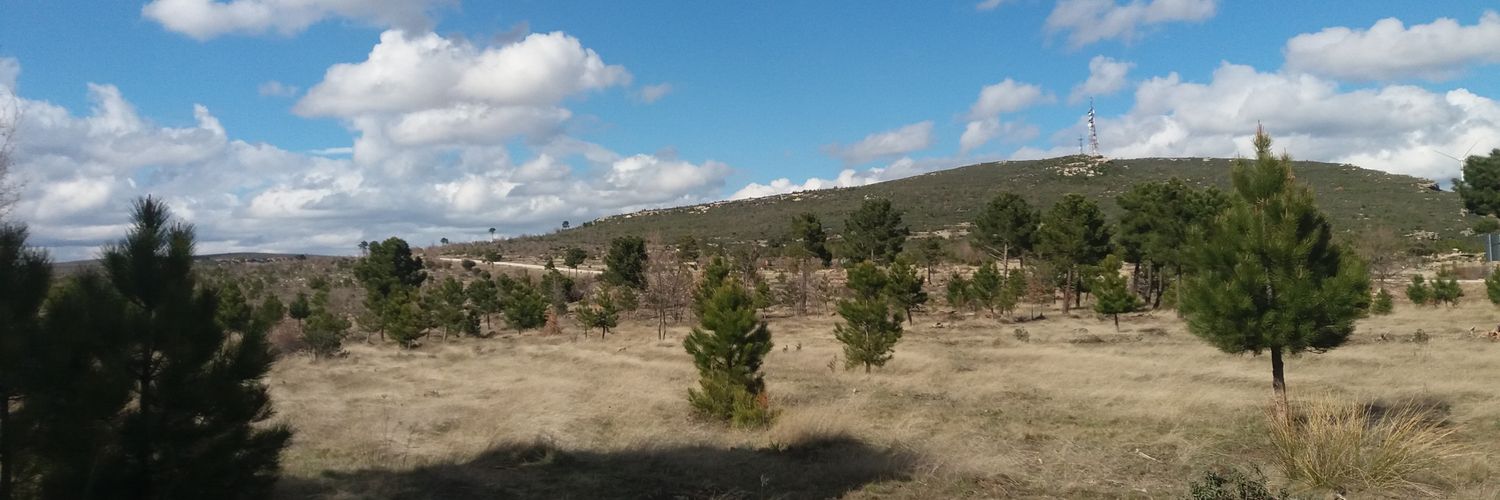 Forest Systems banner