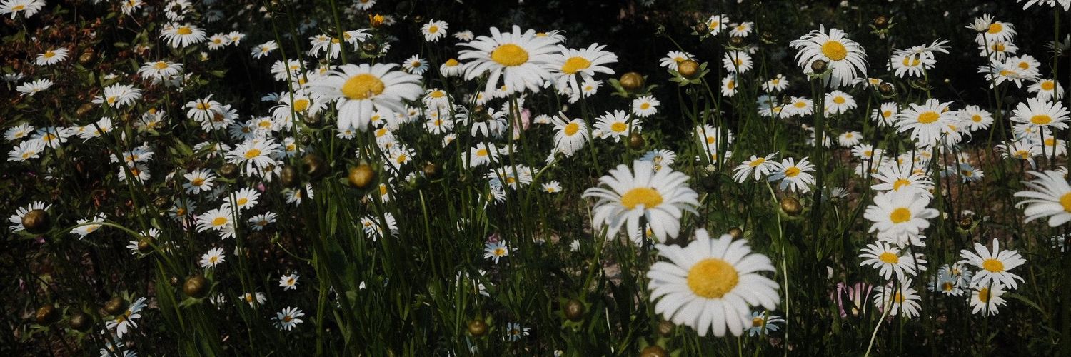 yuannie_c's profile banner image