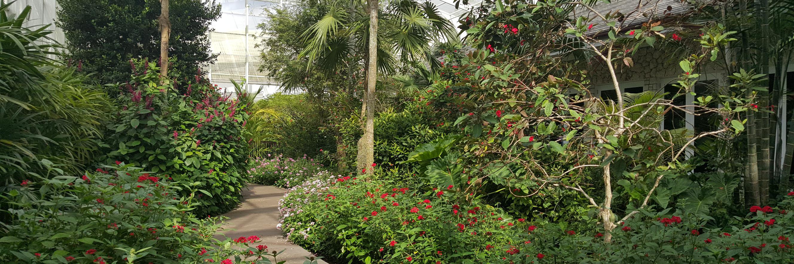 wingsoftropics's profile banner image
