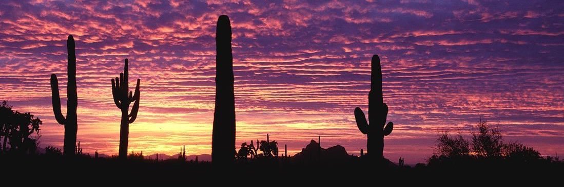 Angela / Dragonfly psn banner