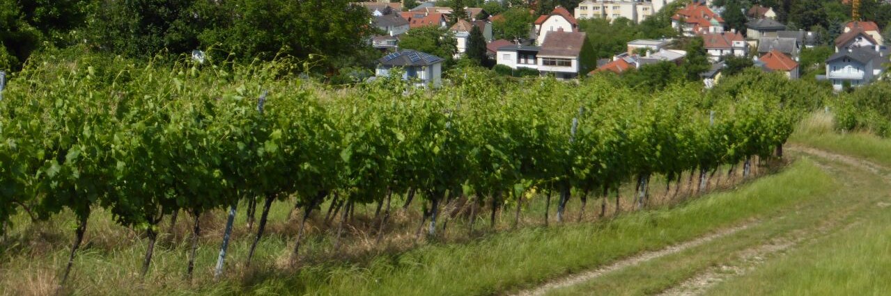 Héloïse Mahé banner