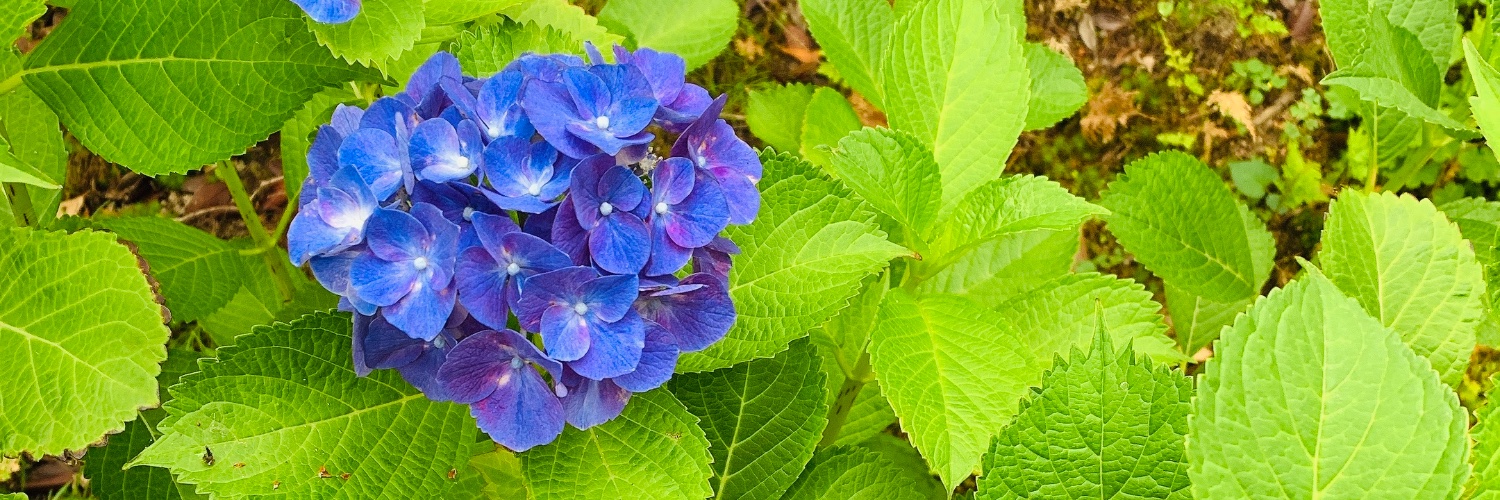hiruo_kun's profile banner image