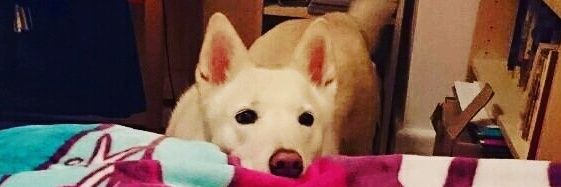 matochesm's profile banner image