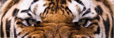 sergiovaleram's profile banner image