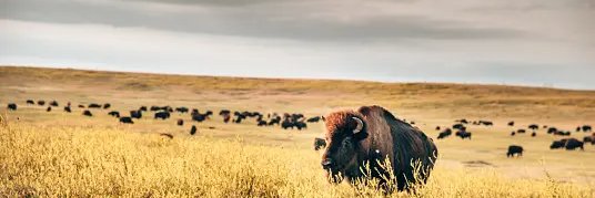 Kevin Vanderwal banner