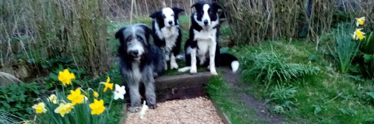 Adrian Cottey banner