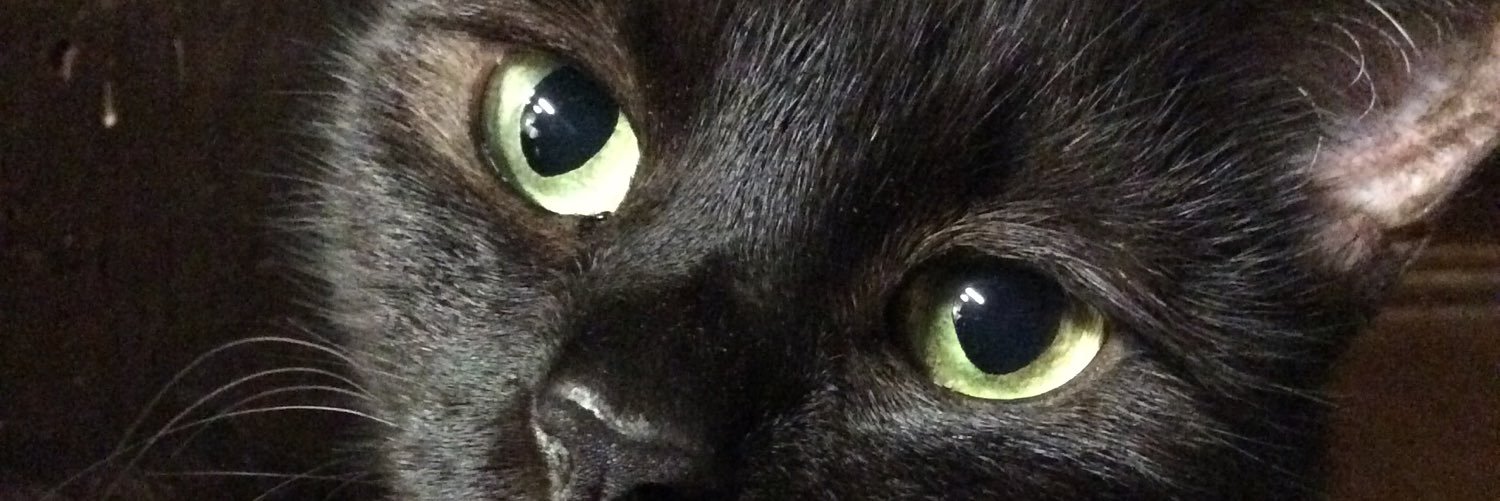 kuroneko_koa's profile banner image
