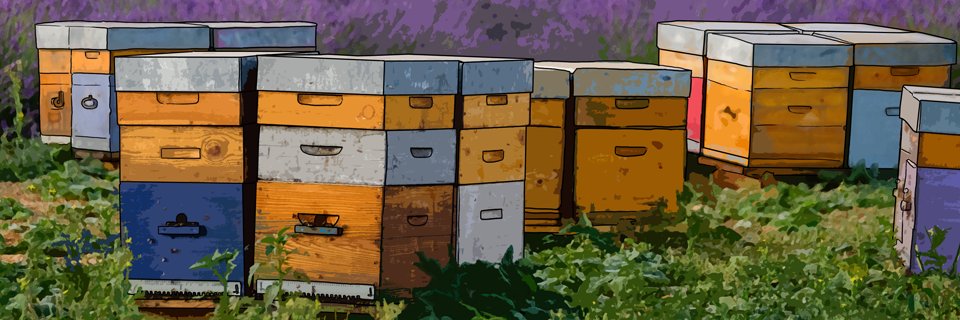 VarnaBees's profile banner image