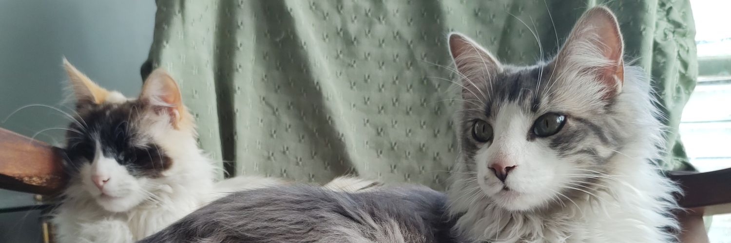 ZoppettiL's profile banner image