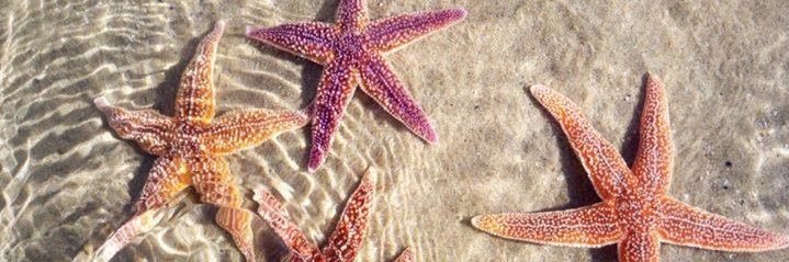 helenle__'s profile banner image