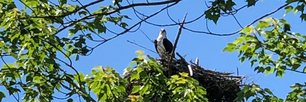 Patricia C Russell banner
