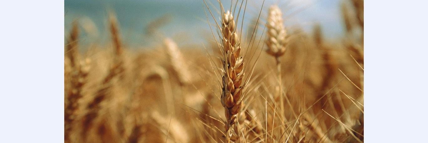 VAESKEN Negociant banner