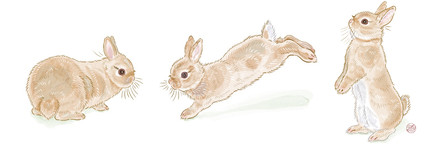 RabbitMore｛お返事ゆっくりです🙇‍♀️🐇🎨） banner