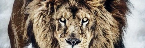 dlturko's profile banner image