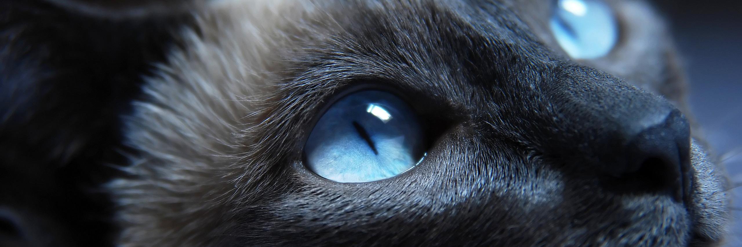 Angelique (@angeliquesp.bsky.social) St.Pierre banner