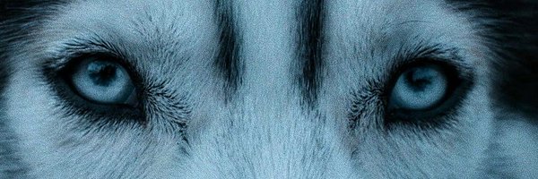 pamcho1521 Profile Banner