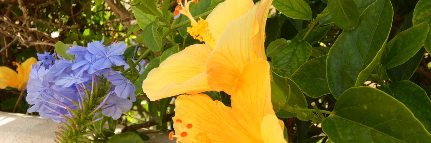 Rob Van Den Berg. banner