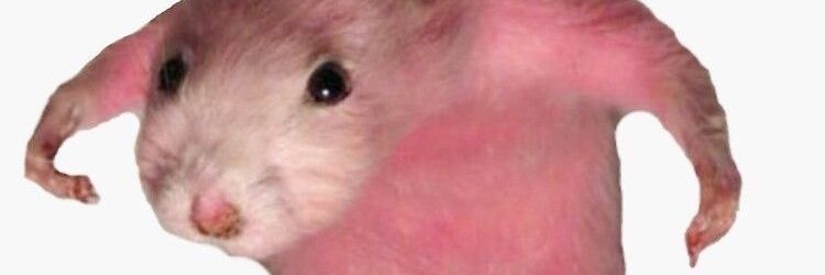catknuckles1's profile banner image